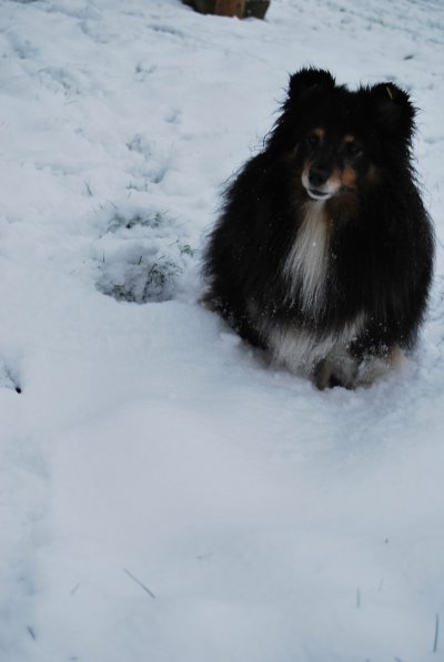 Saika shu fang de la Tangi Morgane